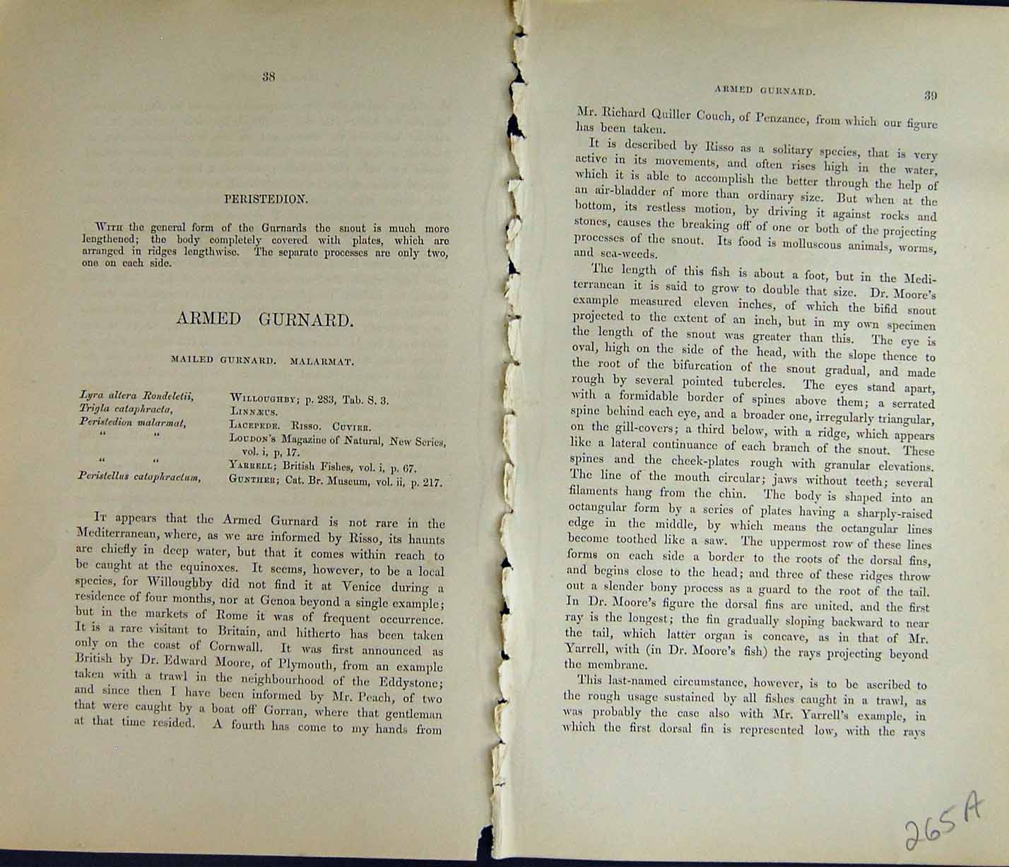 Old Couch British Fish 1863 Peristedion Armed Gurnard Head Mailed Mal 19th