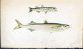 Antique Old Print Boier'S Atherine British Fish (1789-1870) Jonathan Couch 18th
