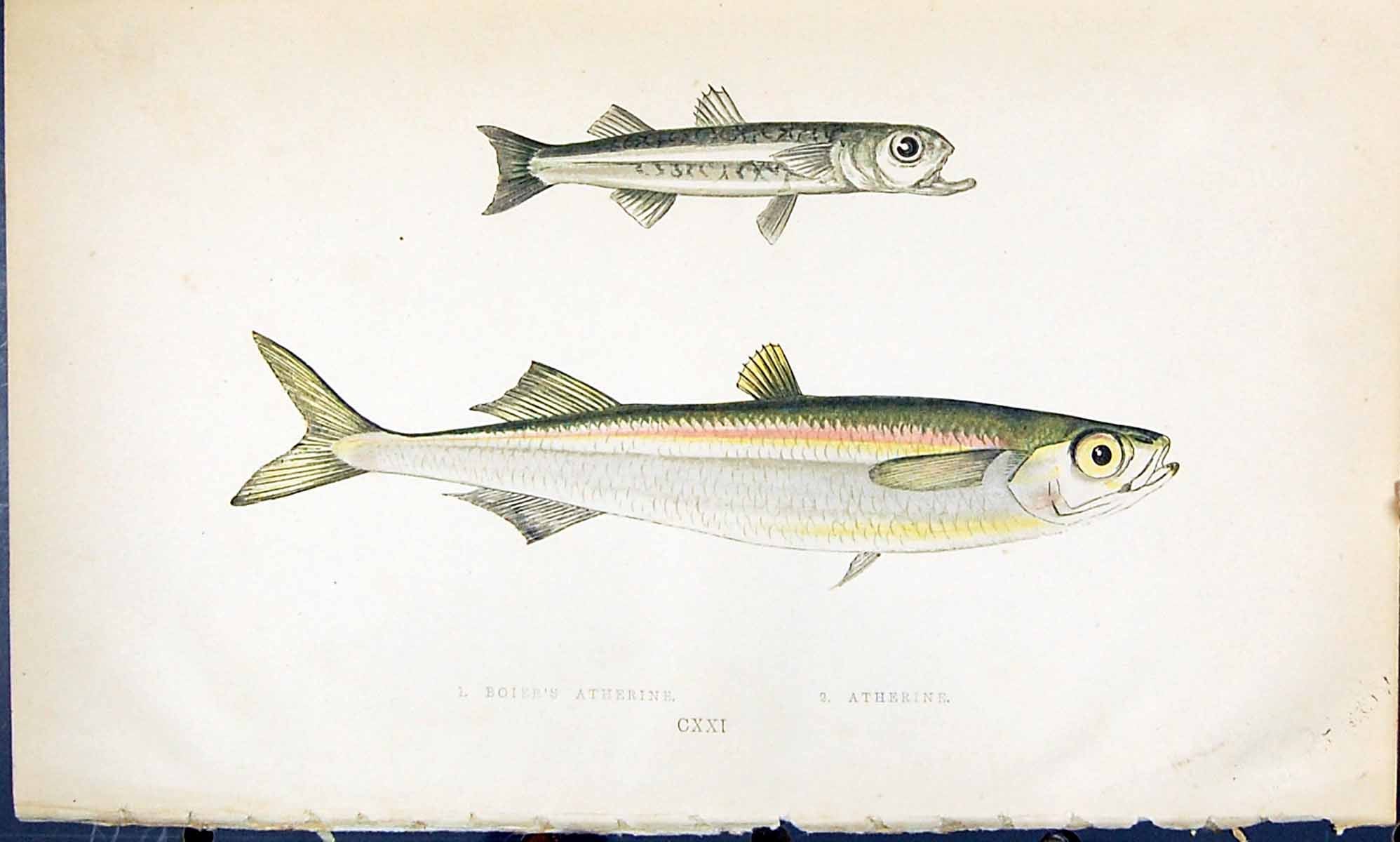 Antique Old Print Boier'S Atherine British Fish (1789-1870) Jonathan Couch 18th