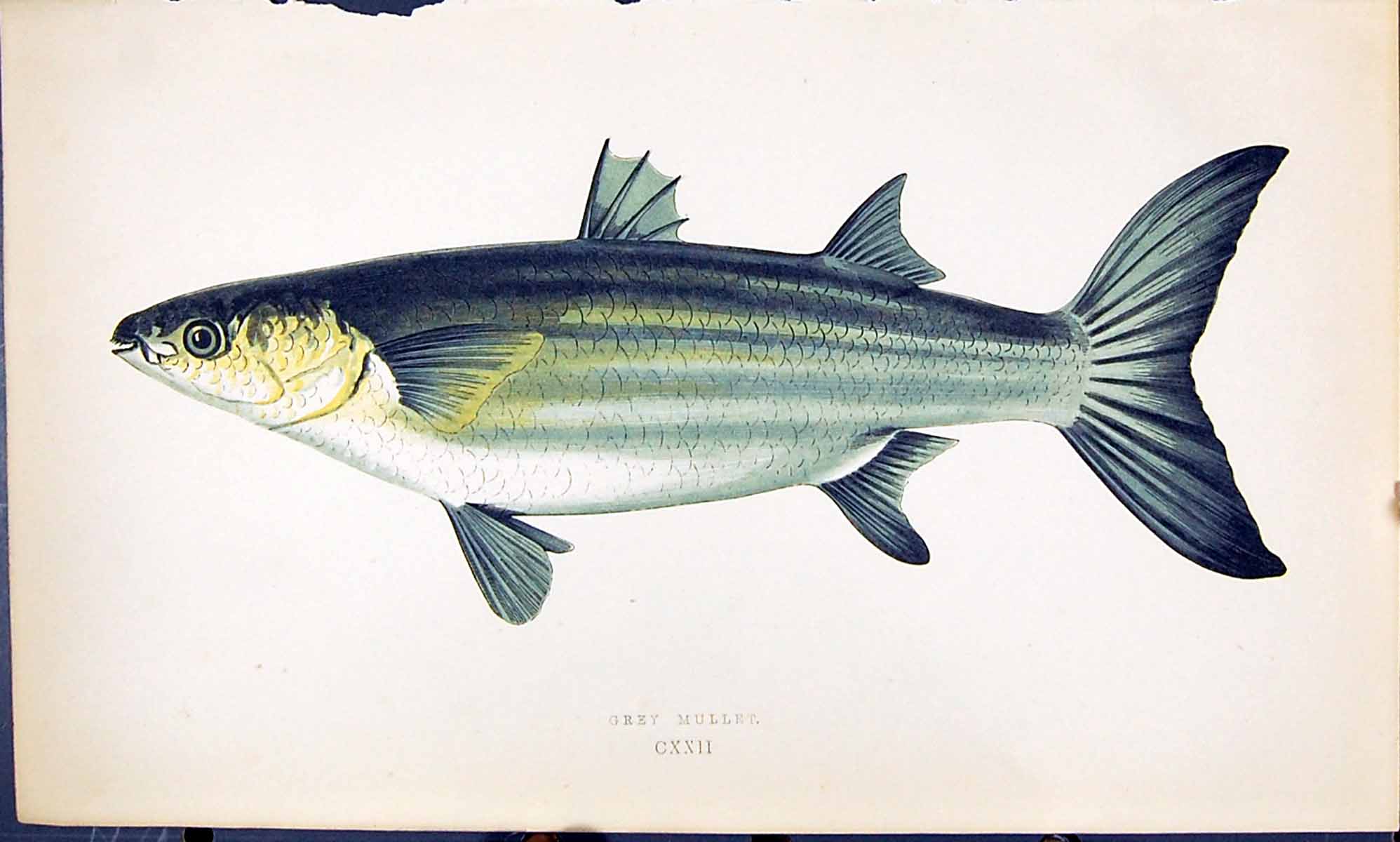 Original Old Antique Print Grey Mullet British Fish (1789-1870) Jonathan Couch