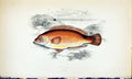 Antique Old Print Rock Cook British Fish (1789-1870) Jonathan Couch Colour 18th