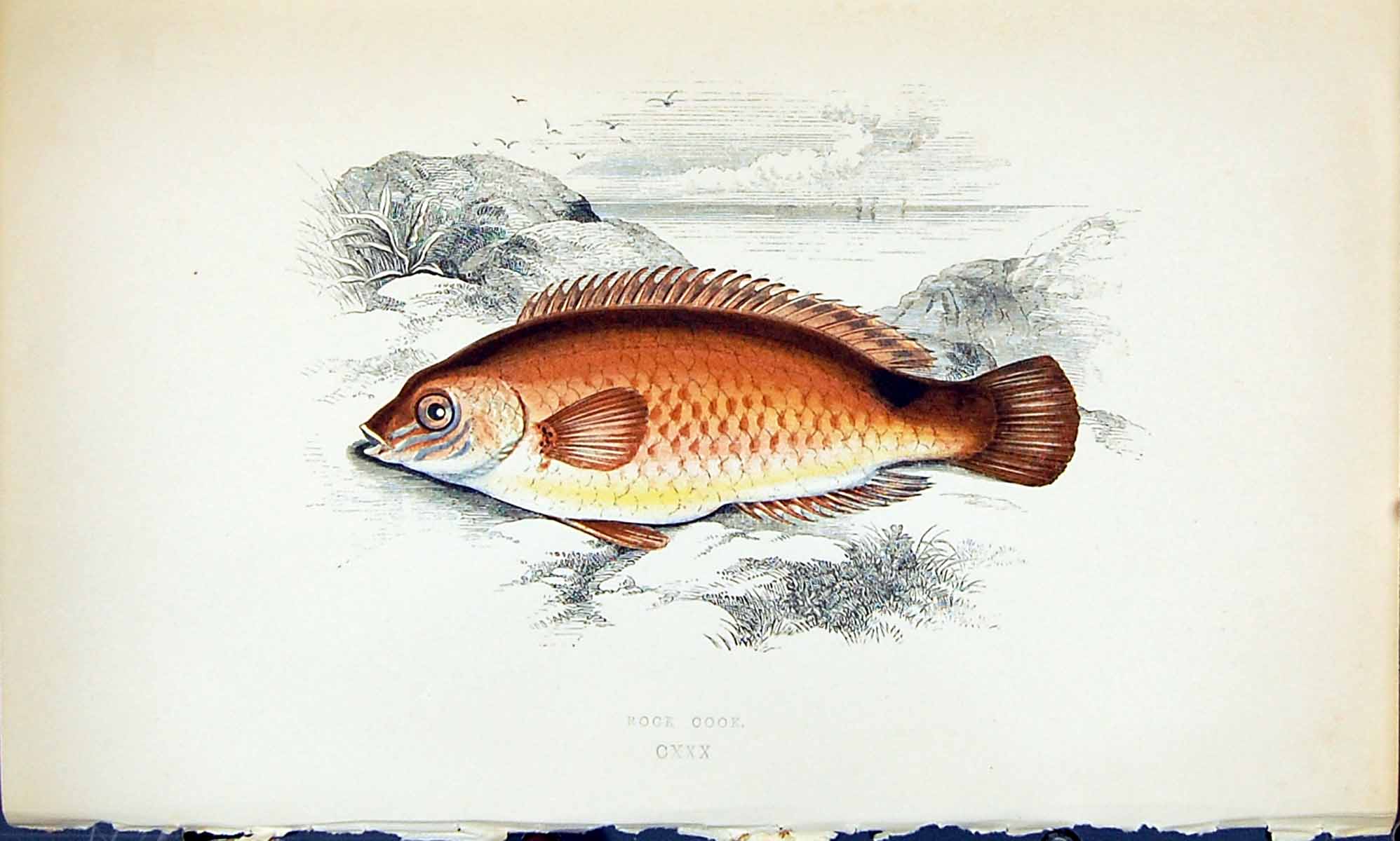 Antique Old Print Rock Cook British Fish (1789-1870) Jonathan Couch Colour 18th