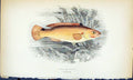 Old Antique Print Jago'S Gsinny British Fish (1789-1870) Jonathan Couch 18th