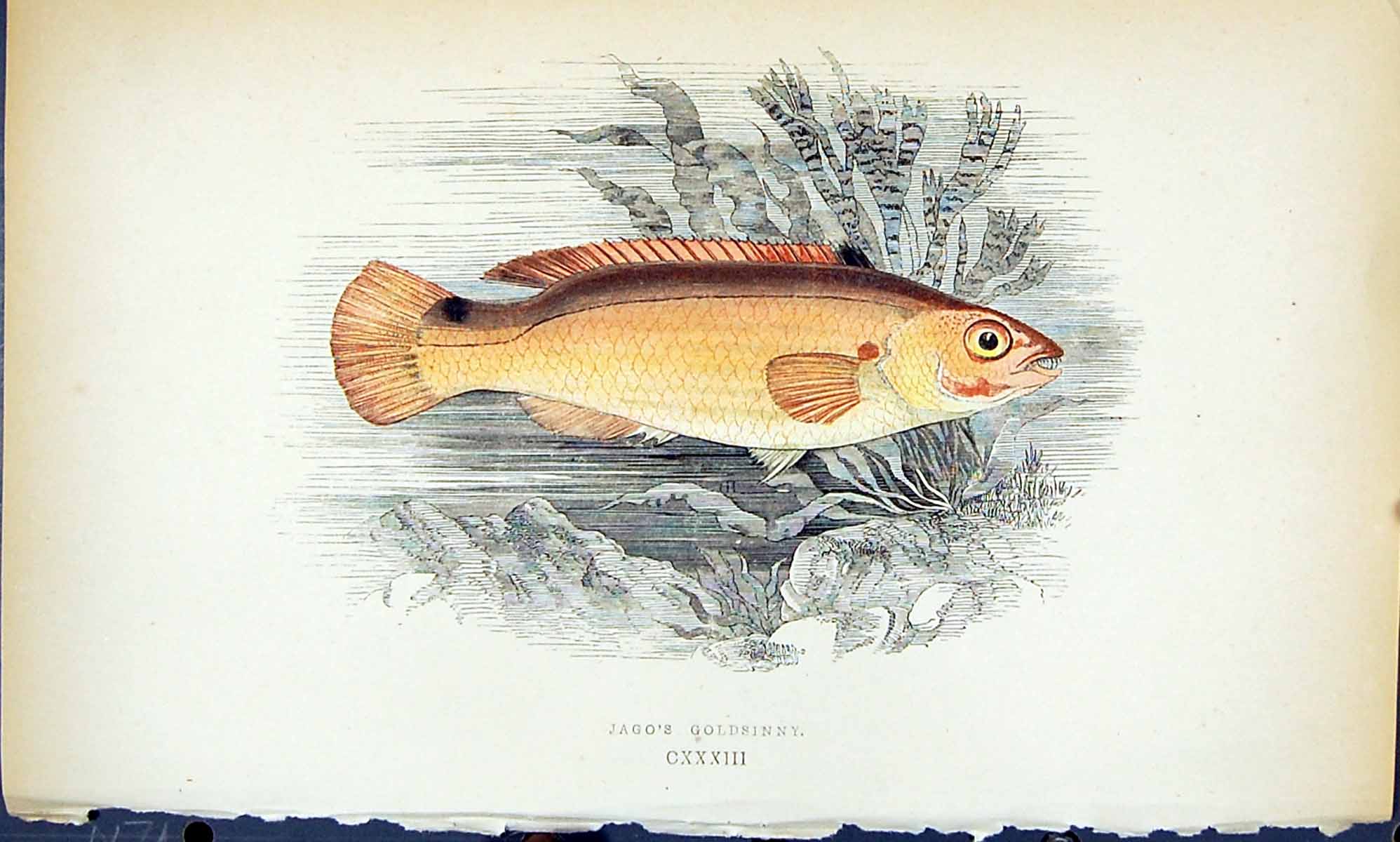 Old Antique Print Jago'S Gsinny British Fish (1789-1870) Jonathan Couch 18th