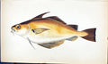 Original Old Antique Print Bib British Fish (1789-1870) Jonathan Couch Colour