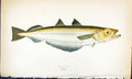 Antique Old Print Poutasson British Fish (1789-1870) Jonathan Couch Colour 18th