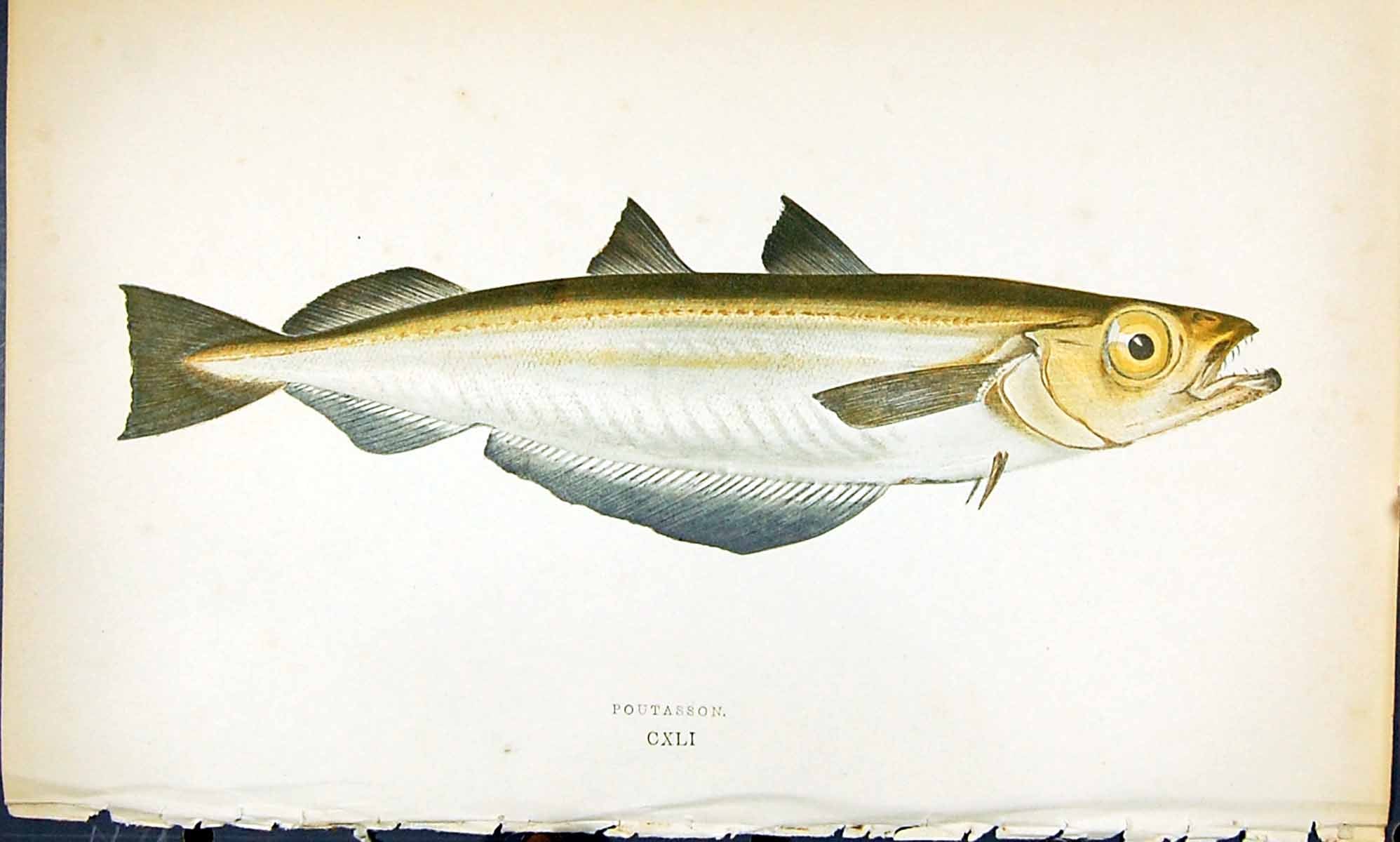 Antique Old Print Poutasson British Fish (1789-1870) Jonathan Couch Colour 18th