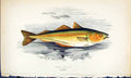 Antique Print Green Pollack British Fish (1789-1870) Jonathan Couch Colour 18th