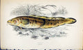 Old Antique Print Burbolt British Fish (1789-1870) Jonathan Couch Colour 18th