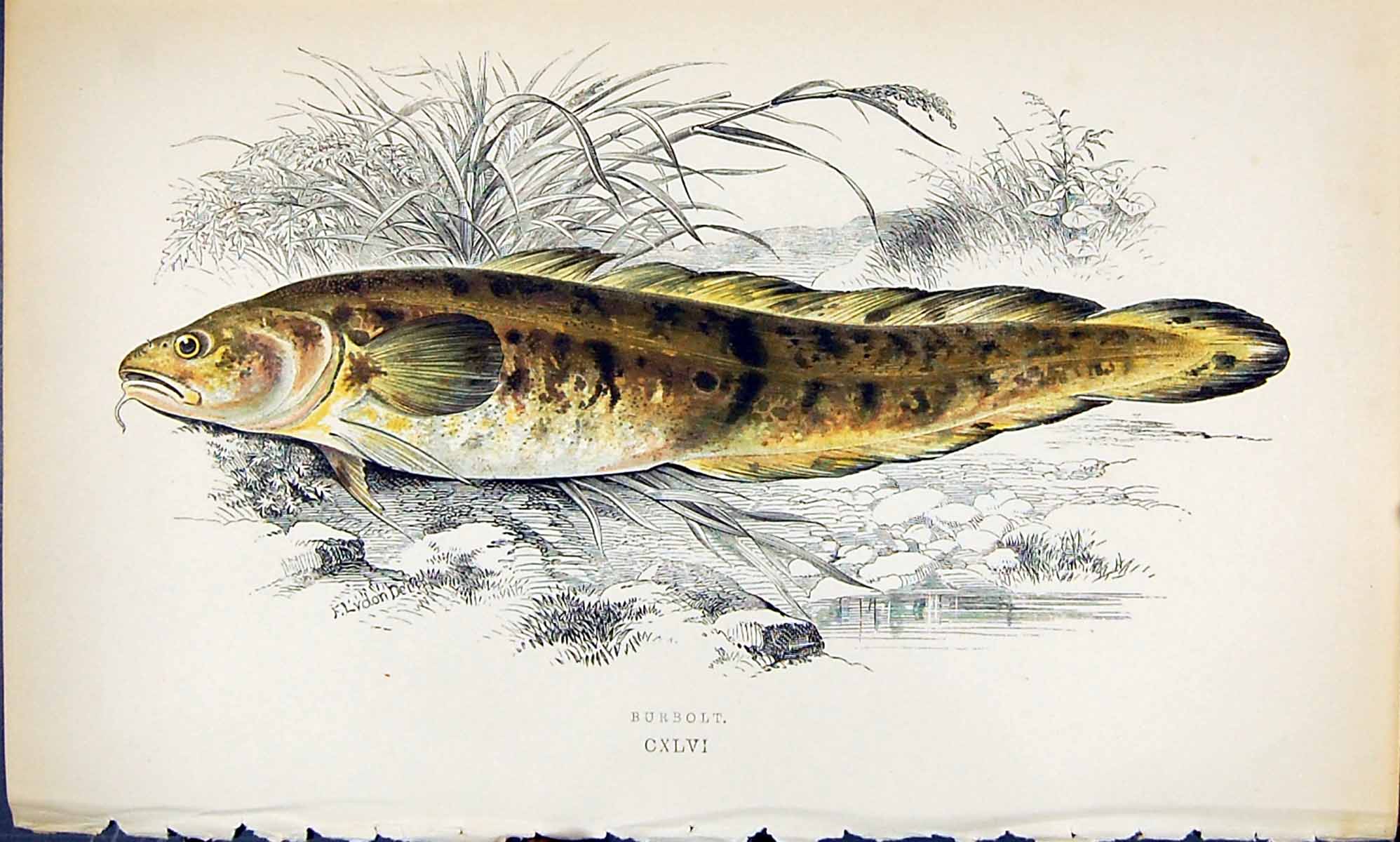Old Antique Print Burbolt British Fish (1789-1870) Jonathan Couch Colour 18th