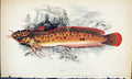 Old Print Three-Bearded Rockling British Fish (1789-1870) Jonathan Couch 18th