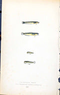 Old Mackarel Midge Thompson'S British Fish (1789-1870) Jonathan Couch 18th