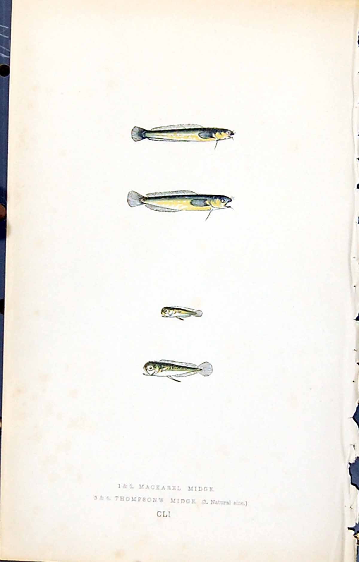 Old Mackarel Midge Thompson'S British Fish (1789-1870) Jonathan Couch 18th