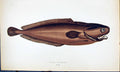 Antique Old Print Lesser Forkbeard British Fish (1789-1870) Jonathan Couch 18th