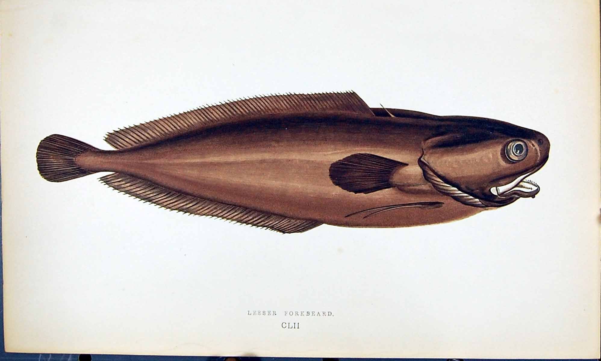 Antique Old Print Lesser Forkbeard British Fish (1789-1870) Jonathan Couch 18th