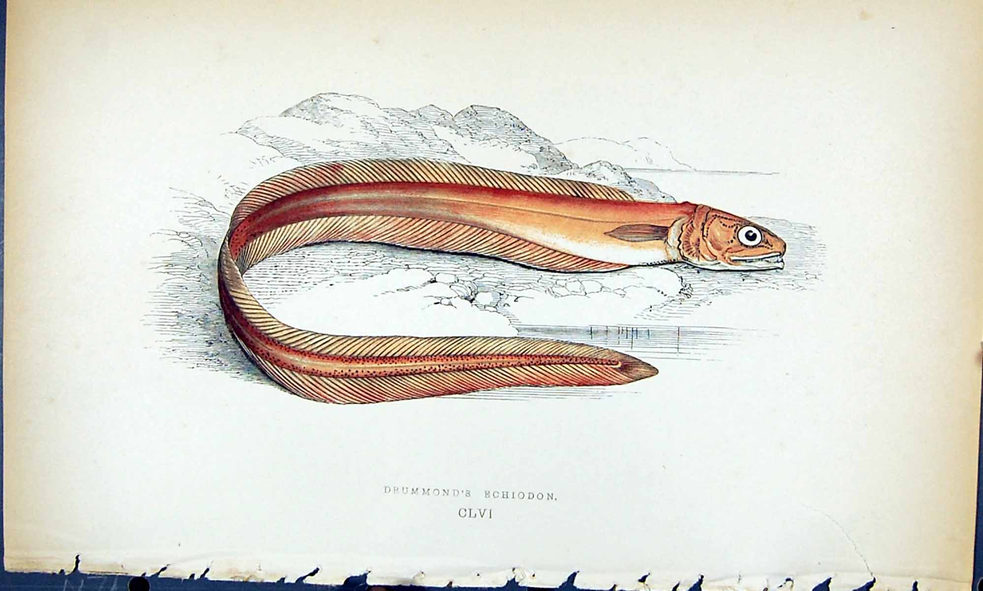 Antique Old Print Drummond'S Echiodon British Fish (1789-1870) Jonathan Couch