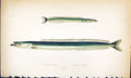 Antique Print Lesser Launce Larger British Fish (1789-1870) Jonathan Couch 18th