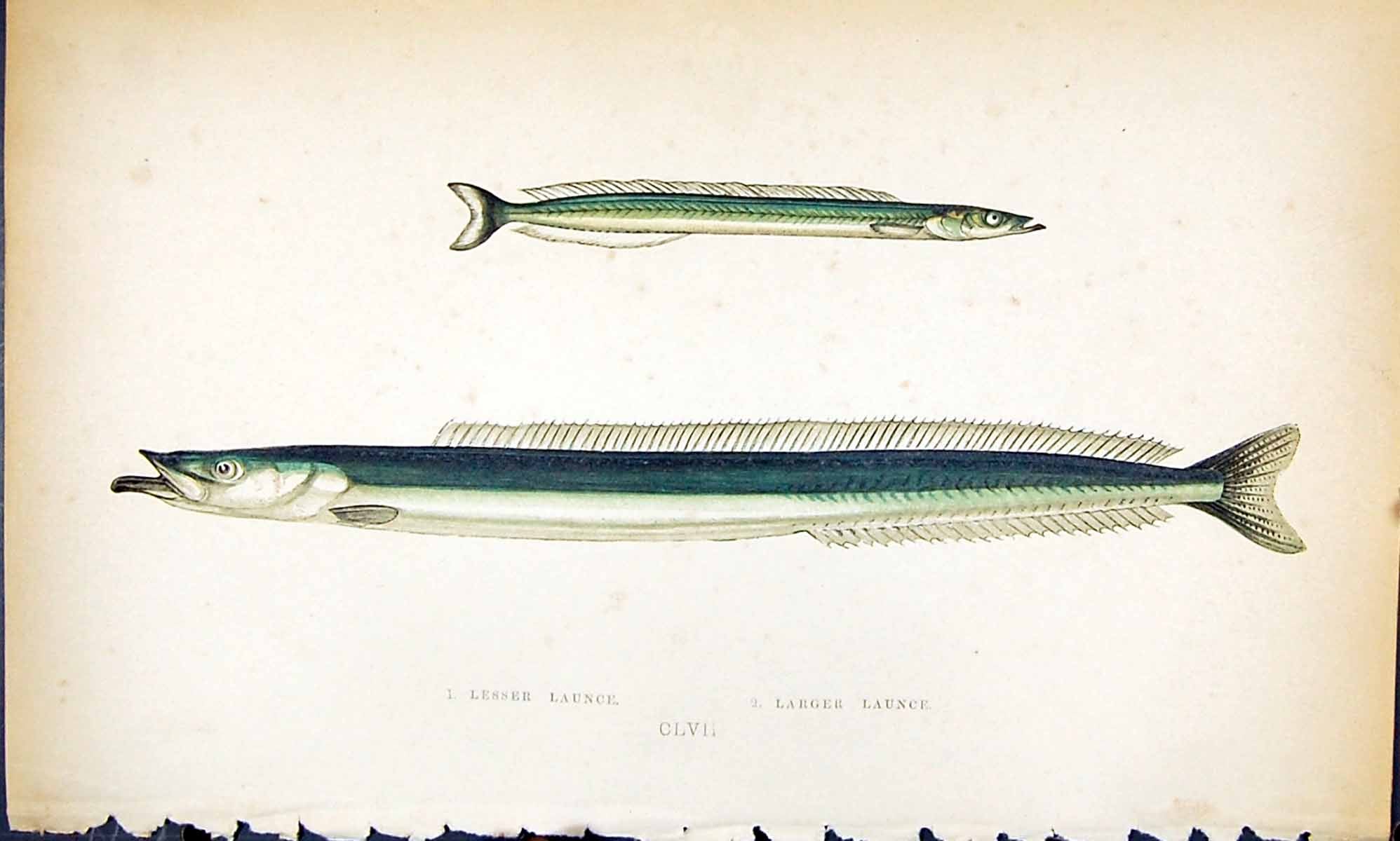 Antique Print Lesser Launce Larger British Fish (1789-1870) Jonathan Couch 18th
