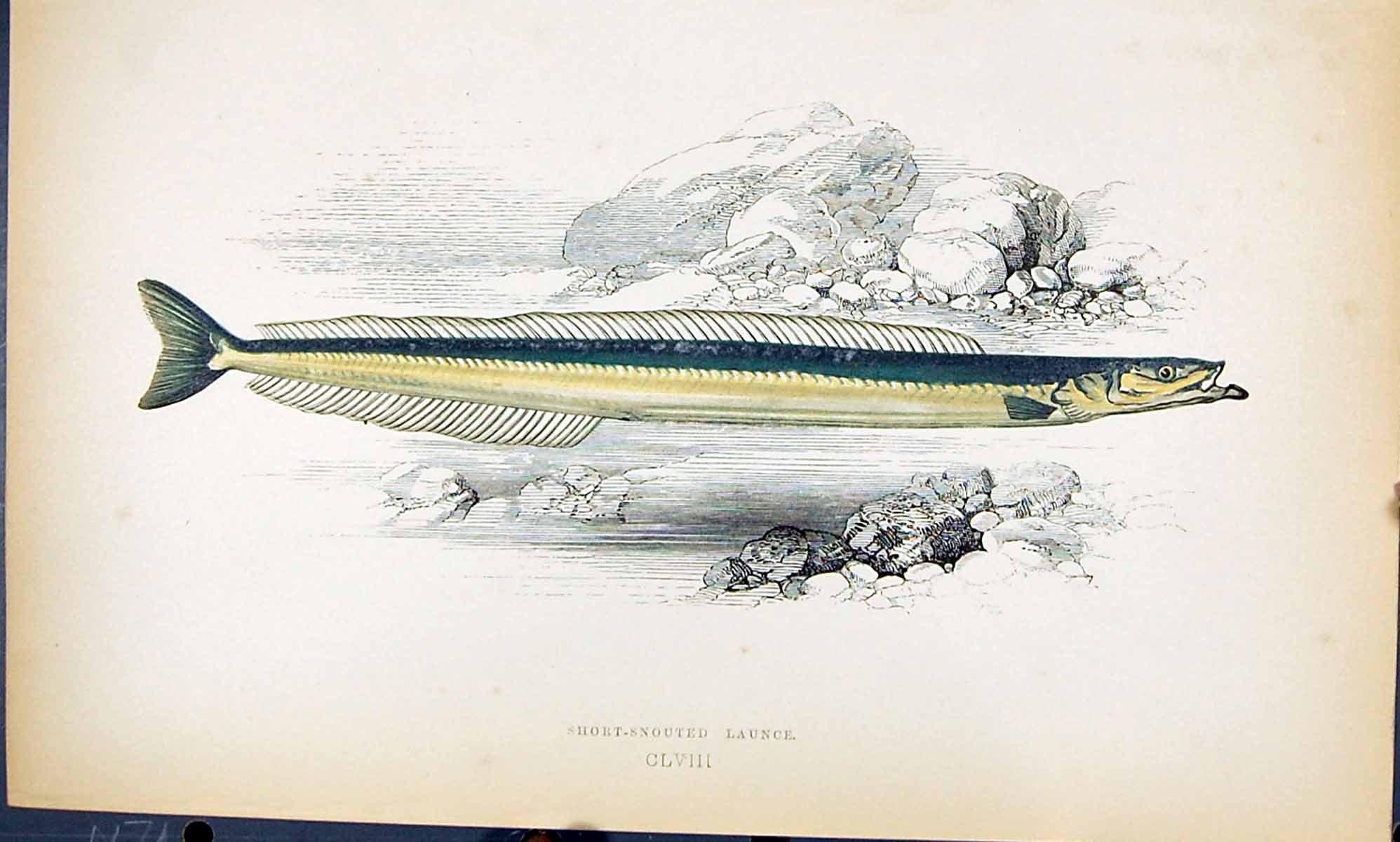 Antique Print Short-Snouted Launce British Fish (1789-1870) Jonathan Couch 18th