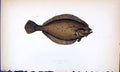 Antique Print Long Rough Dab British Fish (1789-1870) Jonathan Couch Colour
