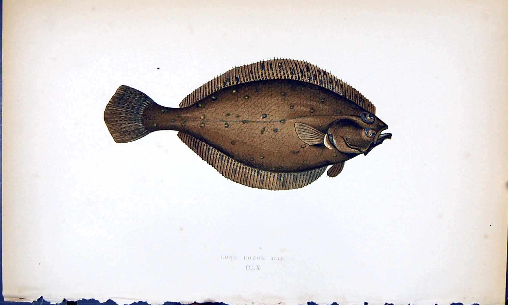 Antique Print Long Rough Dab British Fish (1789-1870) Jonathan Couch Colour