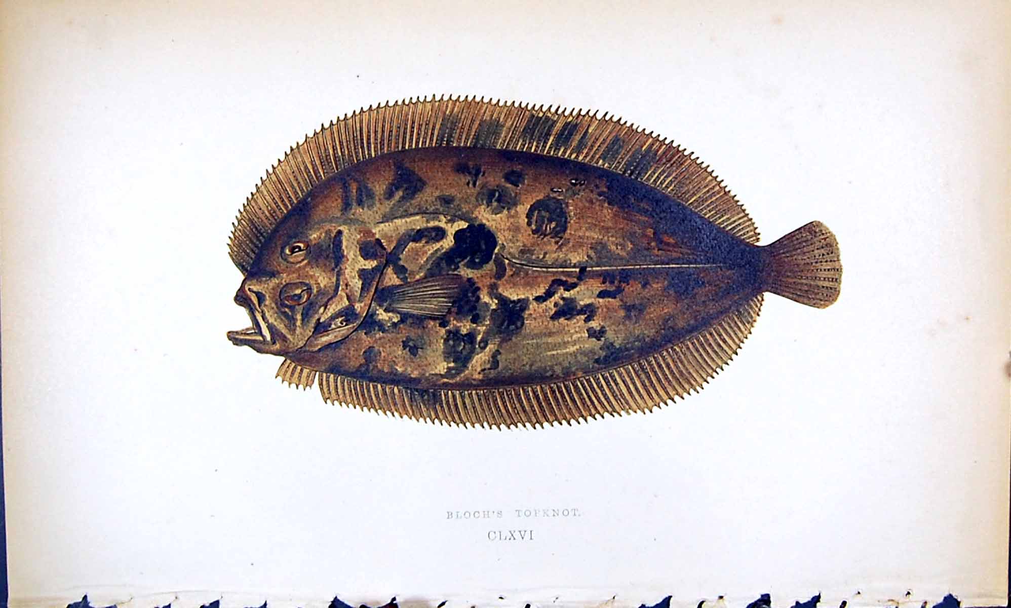 Old Print Bloch'S Topknot British Fish (1789-1870) Jonathan Couch Colour 18th