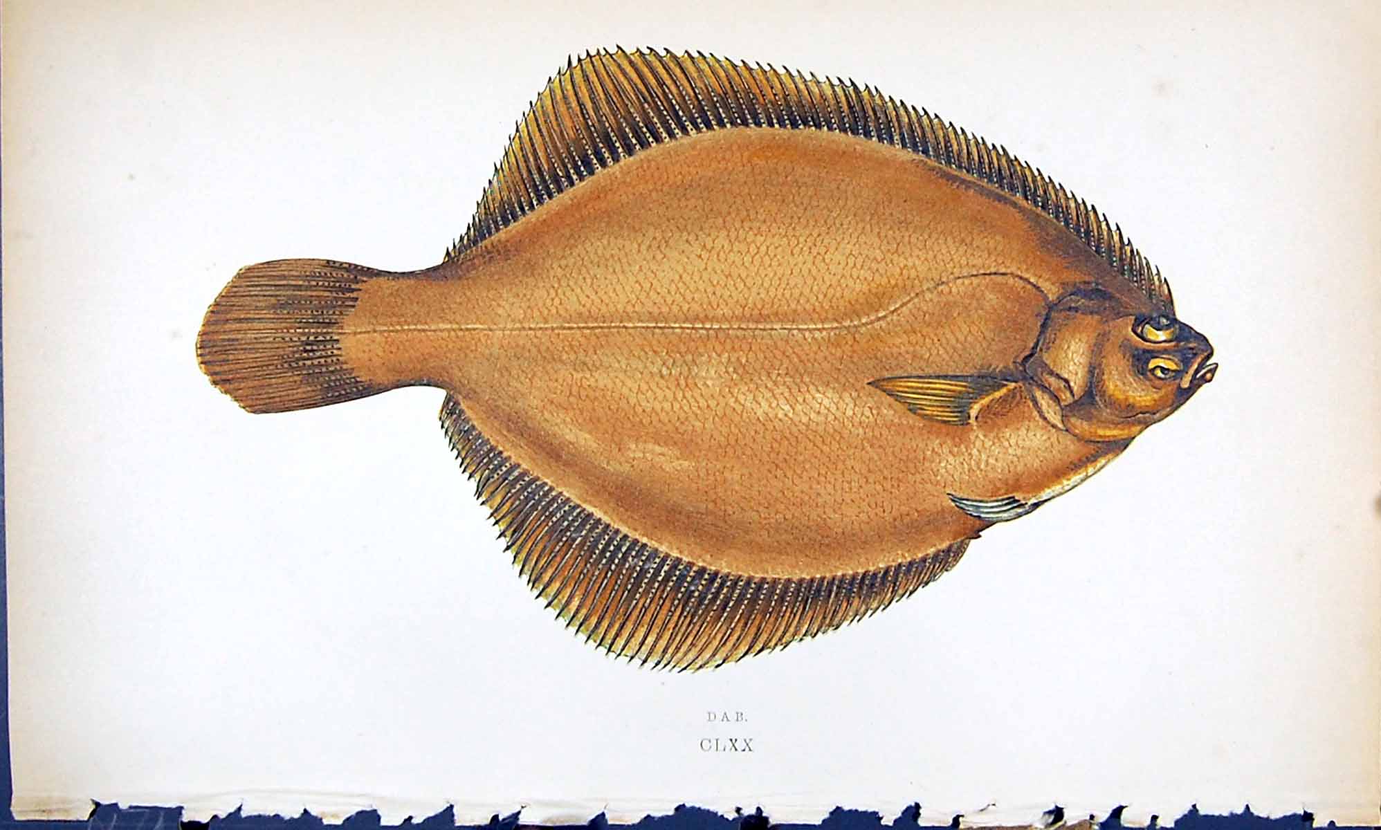 Original Old Antique Print Dab British Fish (1789-1870) Jonathan Couch Colour