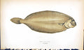 Antique Print Long Flounder British Fish (1789-1870) Jonathan Couch Colour 18th