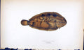 Old Print Variegated Sole British Fish (1789-1870) Jonathan Couch Colour 18th