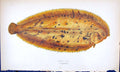 Antique Old Print Lemon Sole British Fish (1789-1870) Jonathan Couch Colour