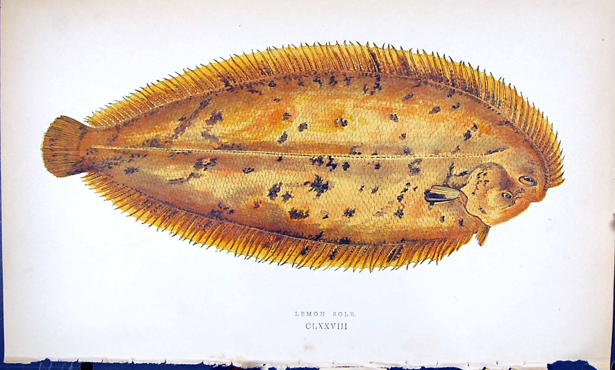 Antique Old Print Lemon Sole British Fish (1789-1870) Jonathan Couch Colour