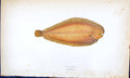 Antique Old Print Solenette British Fish (1789-1870) Jonathan Couch Colour 18th
