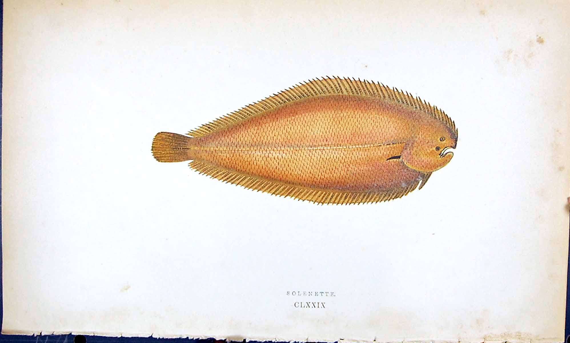 Antique Old Print Solenette British Fish (1789-1870) Jonathan Couch Colour 18th