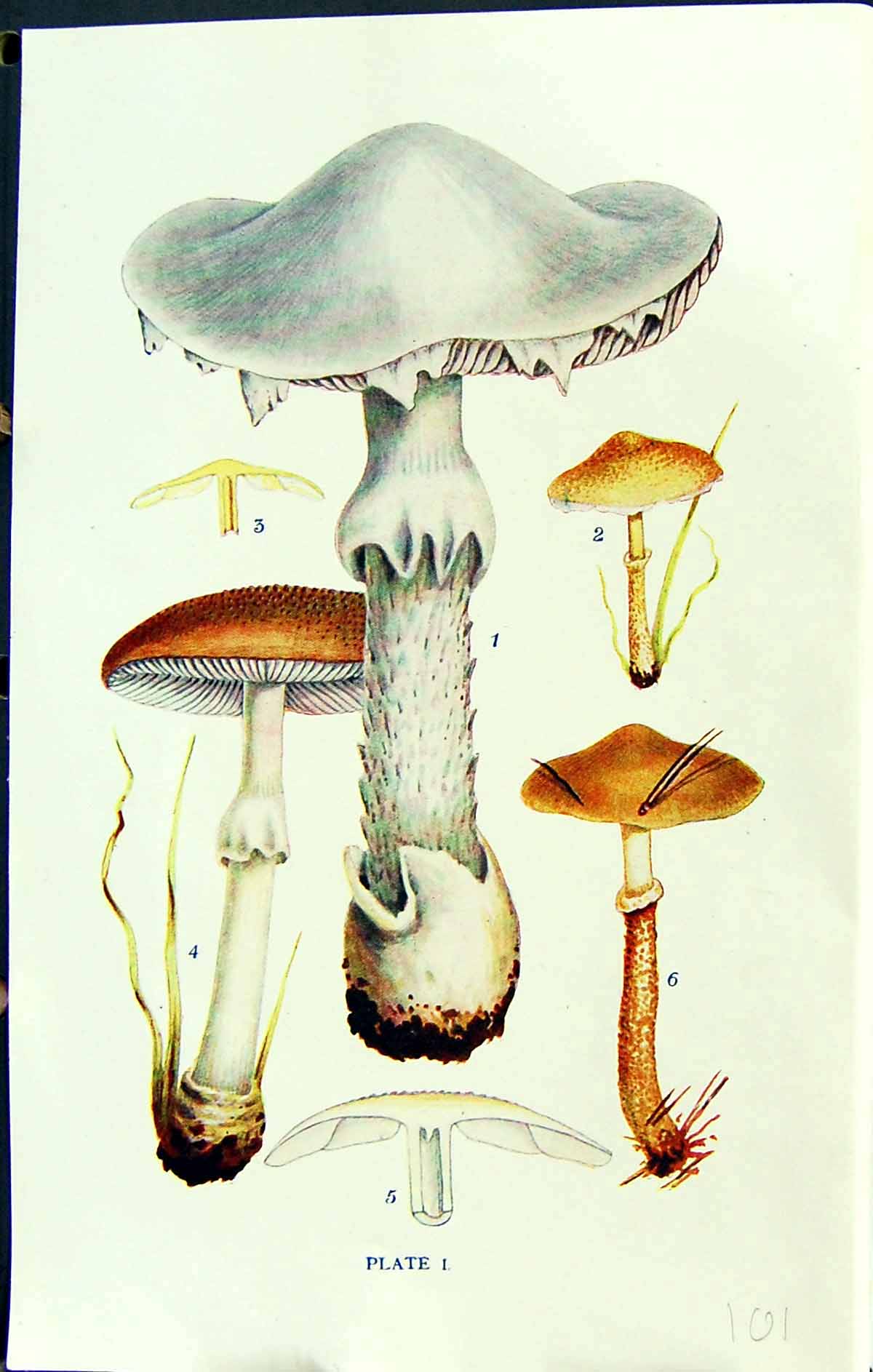 Old Amanita Virosa Lepiota Amianthina Asper Massee C1911 British Fung 20th