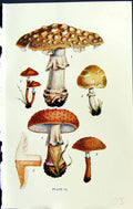Old Amanita Strobiliformis Lepiota Granulosa Massee C1911 British Fun 20th