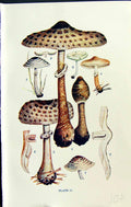 Old Lepiota Procera Felina Cristata Chlorospora Eyrei Massee C1911 Br 20th