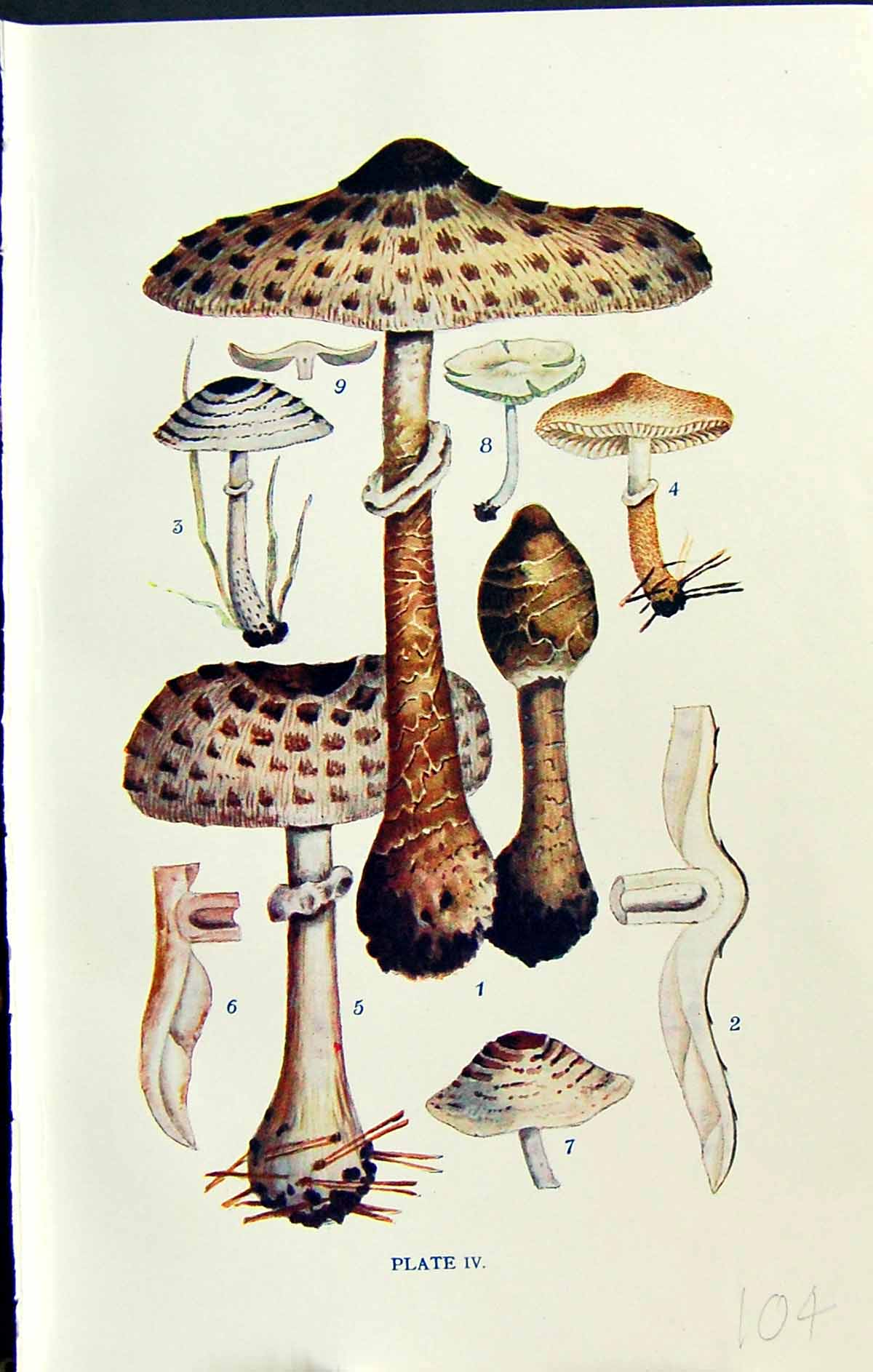 Old Lepiota Procera Felina Cristata Chlorospora Eyrei Massee C1911 Br 20th