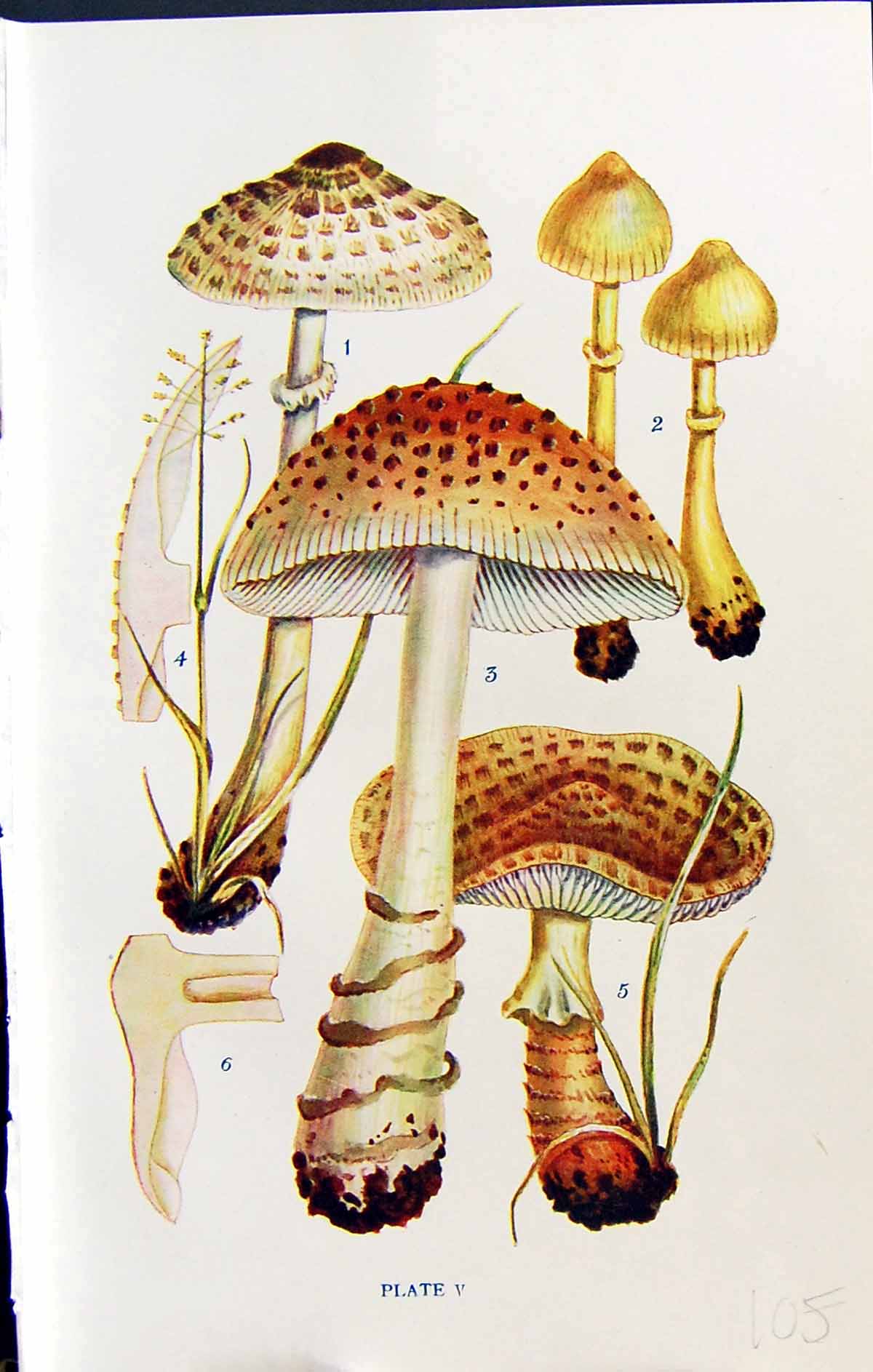 Old Lepiota Gracilenta Amanitopsis Strangulata Friesii Massee C1911 B 20th