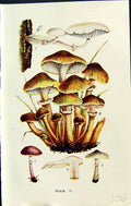 Old Armillaria Mucida Mellea Haematites Ramentacea Massee C1911 Briti 20th