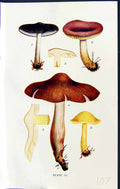 Old Tricholoma Melaleucum Rutilans Flavobrunneum Massee C1911 British 20th