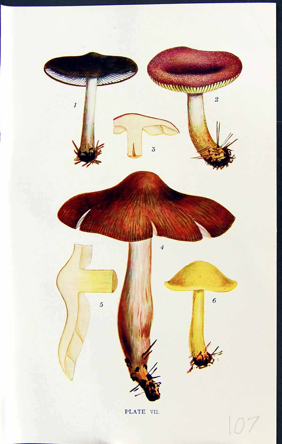 Old Tricholoma Melaleucum Rutilans Flavobrunneum Massee C1911 British 20th