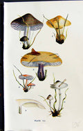 Old Tricholoma Terreum Gambosum Personatum Armillaria Massee C1911 Br 20th