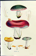Old Russula Cyanoxantha Rubra Lutea Azurea Massee C1911 British Fungi 20th