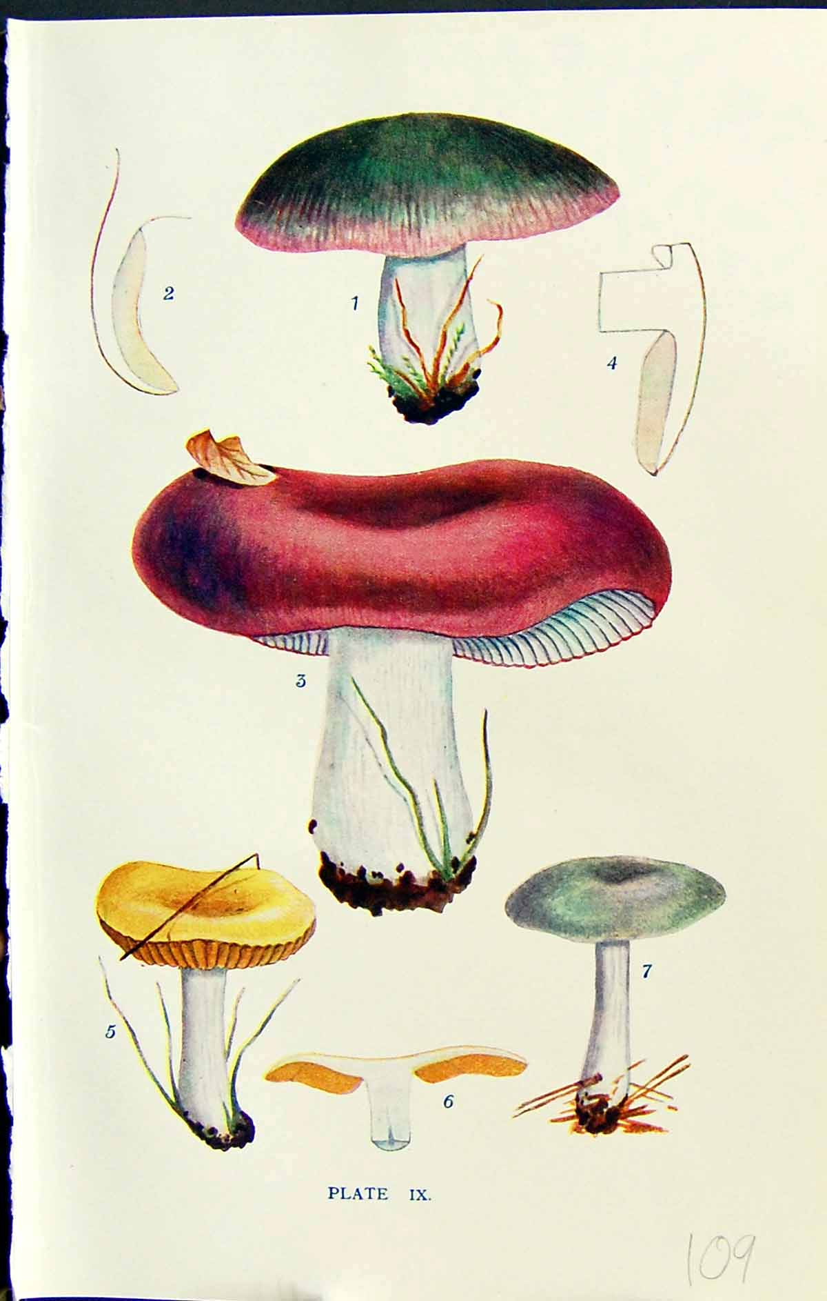 Old Russula Cyanoxantha Rubra Lutea Azurea Massee C1911 British Fungi 20th