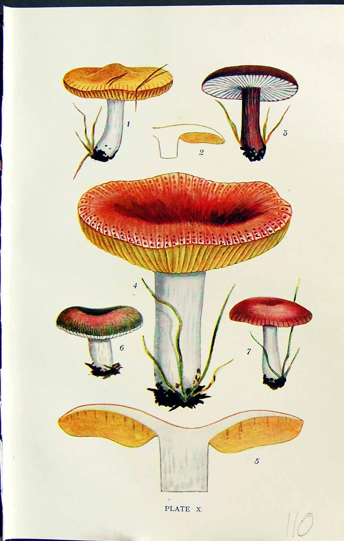 Old Russula Vitellina Queletii Alutacea Duportii Fragilis Massee C191 20th