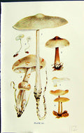 Old Collybia Radicata Tuberosa Butyracea Collybia Massee C1911 Britis 20th