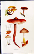 Old Collybia Velutipes Marasmius Collybia Marasmius Massee C1911 Brit 20th