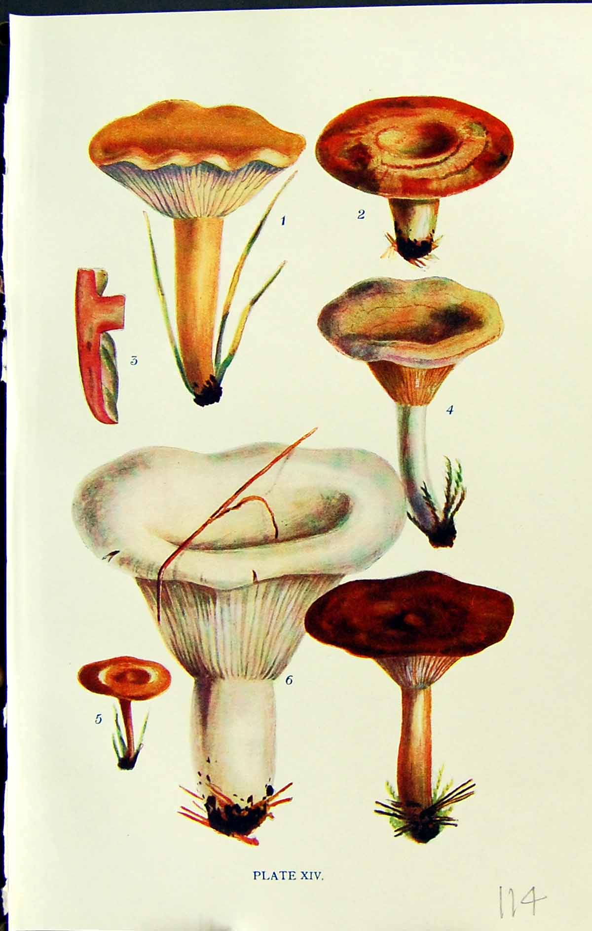 Old Lactarius Volemus Pyrogalus Subumbonatus Rufus Massee C1911 Briti 20th