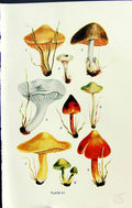 Old Hygrophorus Volvaria Eccilia Leptonia Obrusseus Massee C1911 Brit 20th