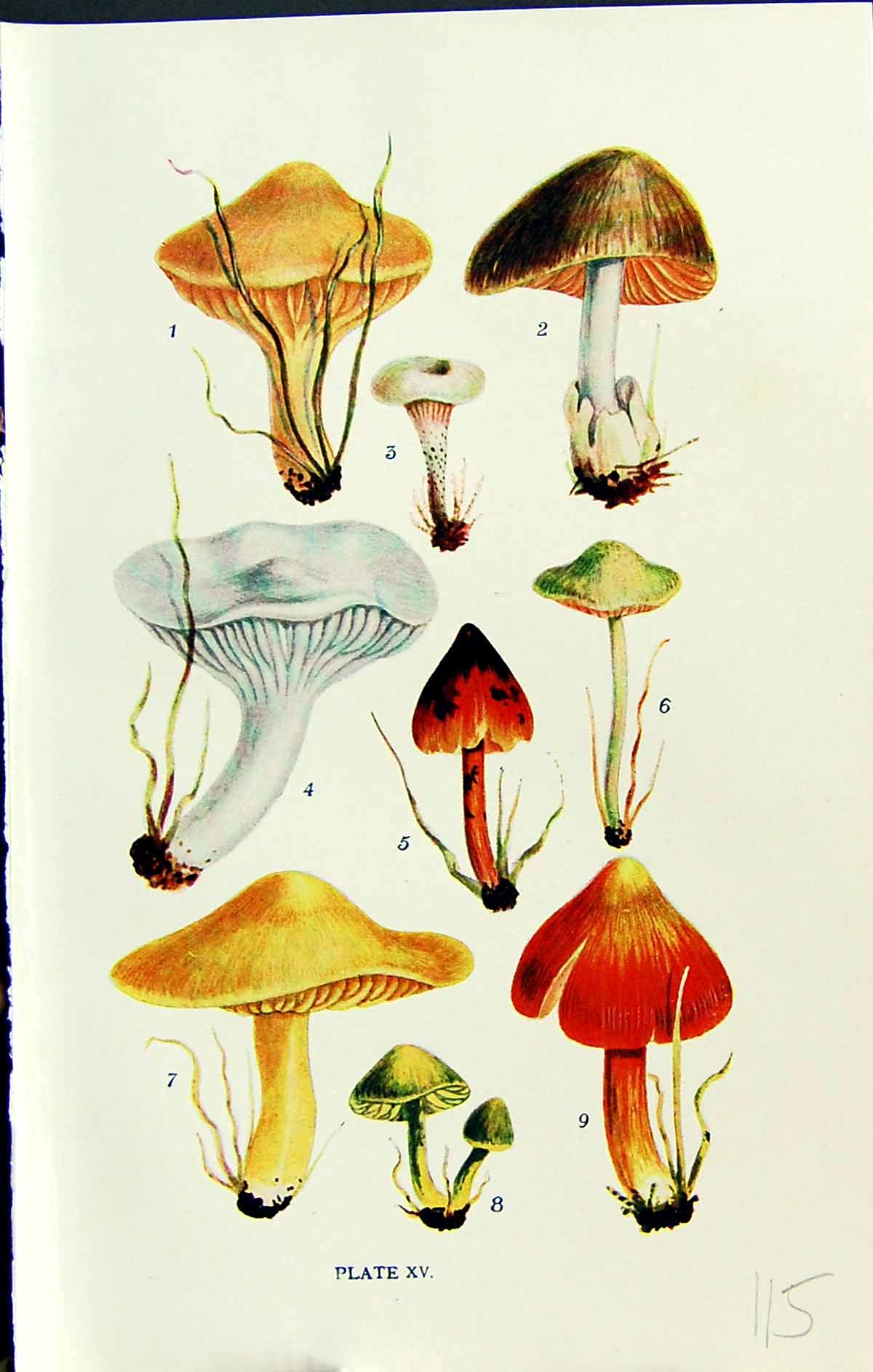 Old Hygrophorus Volvaria Eccilia Leptonia Obrusseus Massee C1911 Brit 20th